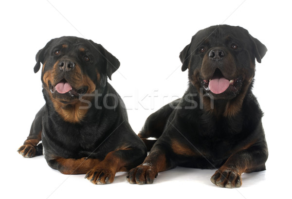 Perro Pareja femenino mascota fondo blanco Foto stock © cynoclub