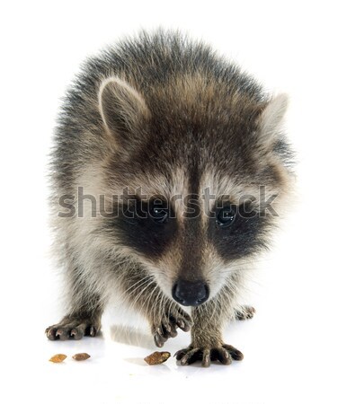 young raccoon Stock photo © cynoclub