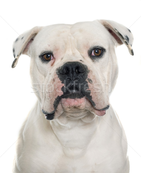 Felnőtt amerikai bulldog fehér kutya fiatal állat Stock fotó © cynoclub