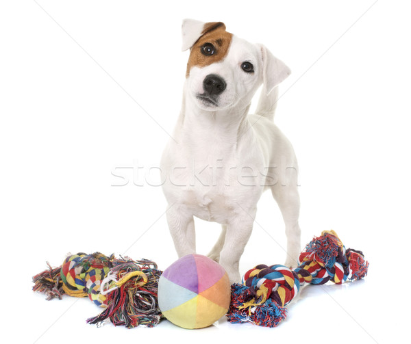 young jack russel terrier and toys Stock photo © cynoclub