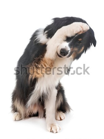 puppy shih tzu Stock photo © cynoclub