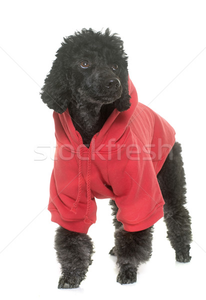 dressed black poodle in studio Stock photo © cynoclub