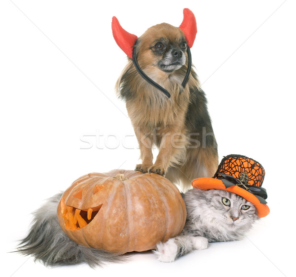 halloween pumpkin, maine coon cat and chihuahua  Stock photo © cynoclub