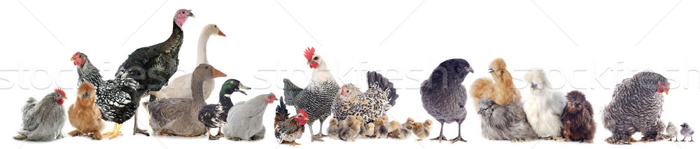 Grup pasari de curte alb alimente fermă negru Imagine de stoc © cynoclub
