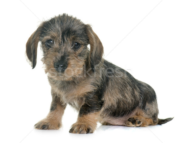 puppy Wire haired dachshund Stock photo © cynoclub