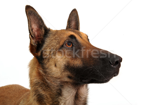 malinois Stock photo © cynoclub