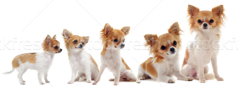 Stock photo: growth of chihuahua