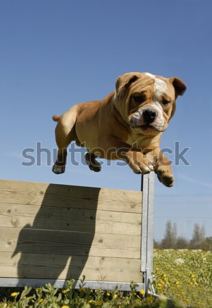 跳躍 邊境牧羊犬 藍天 運動 藍色 商業照片 © cynoclub