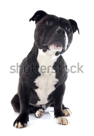 staffordshire bull terrier with tie Stock photo © cynoclub