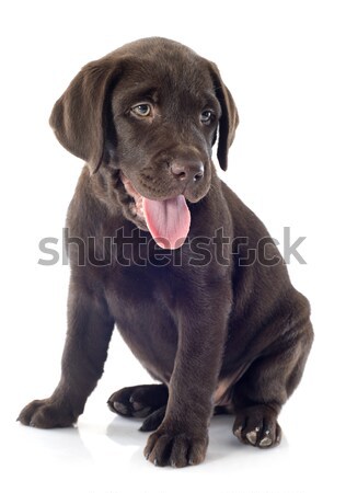 puppy labrador retriever Stock photo © cynoclub