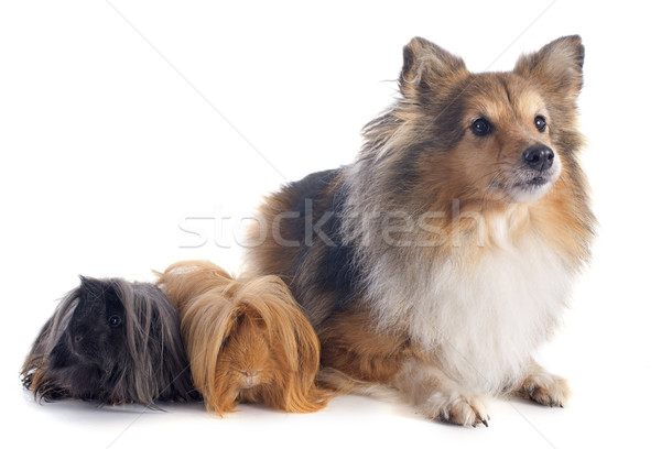 Kobay köpek çoban köpeği beyaz hayvan stüdyo Stok fotoğraf © cynoclub