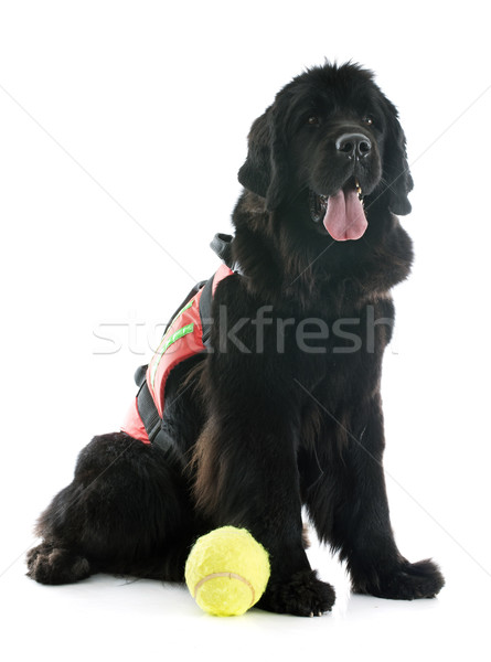 Stockfoto: Redding · newfoundland · hond · witte · bal · speelgoed