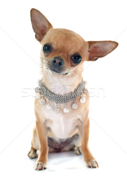 chihuahua Stock photo © cynoclub