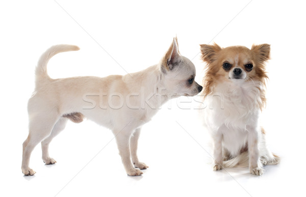 Foto stock: Jóvenes · estudio · masculina · jugando · mascota · fondo · blanco