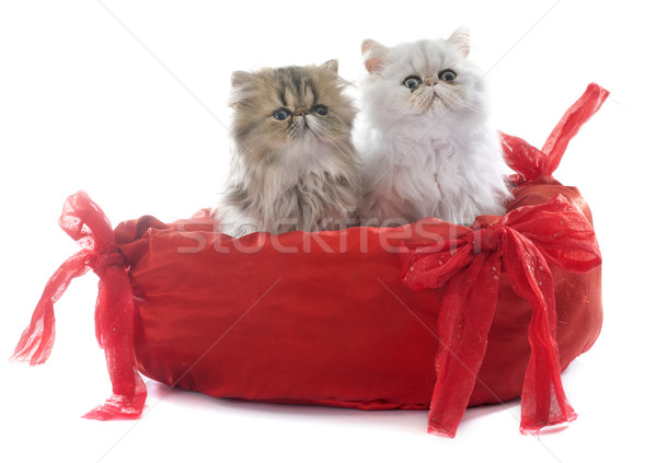 ストックフォト: 子猫 · 白 · 猫 · ベッド · 赤 · ペット