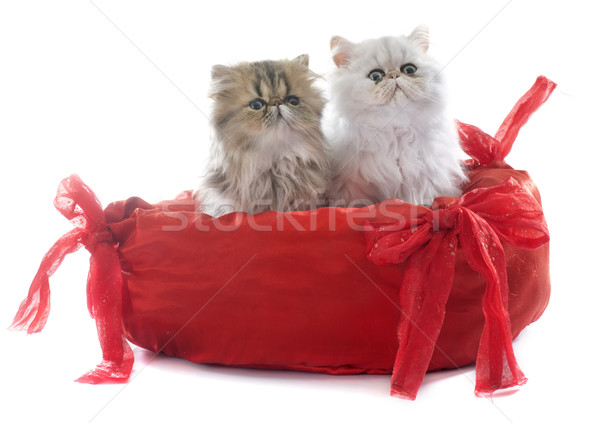 Kitten witte kat bed Rood huisdier Stockfoto © cynoclub