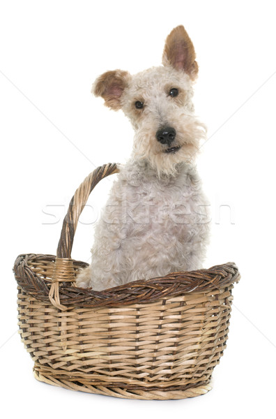 female fox terrier Stock photo © cynoclub