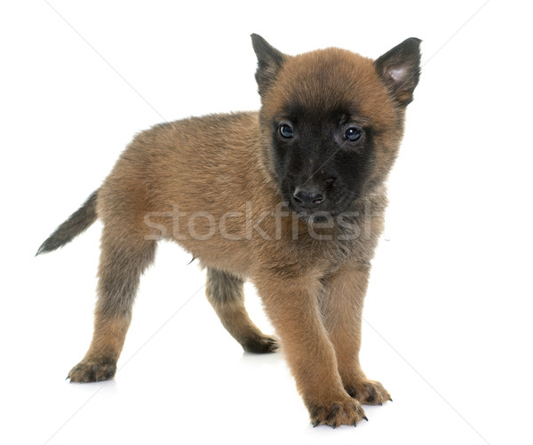 puppy belgian shepherd malinois Stock photo © cynoclub