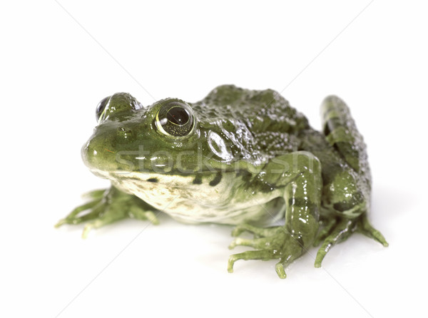 common frog Stock photo © cynoclub