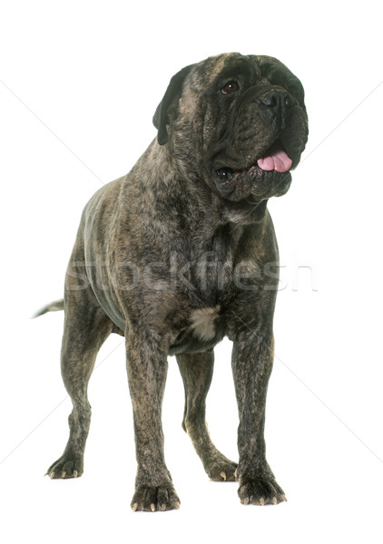 Stock photo: bull mastiff in studio