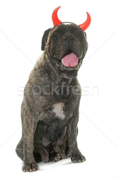 Touro mastim cão feminino animal estúdio Foto stock © cynoclub