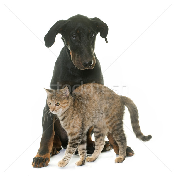 Stock fotó: Fiatal · kutya · kiscica · kutyakölyök · fehér · macska