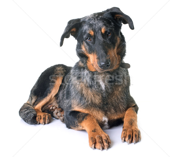 beauceron dog in studio Stock photo © cynoclub