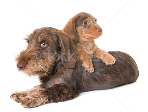 puppies Wire-haired Dachshund Stock photo © cynoclub