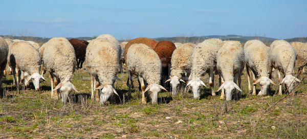 Nyáj fű természet kék farm mezőgazdaság Stock fotó © cynoclub