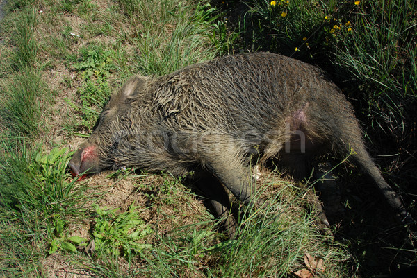 dead boar Stock photo © cynoclub