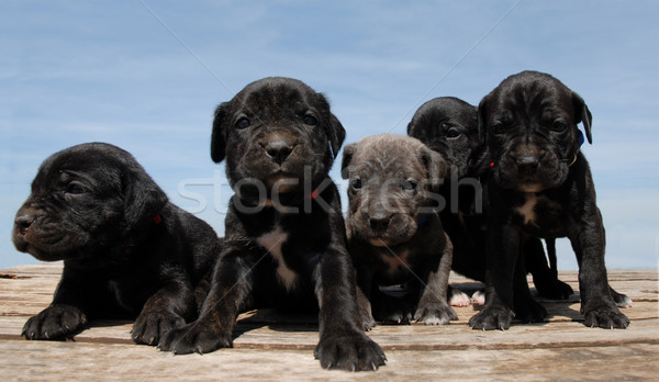 Filhotes de cachorro retrato grupo italiano mastim Foto stock © cynoclub