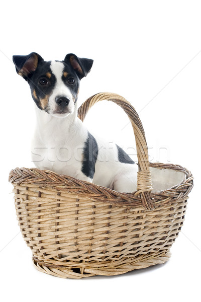 puppy jack russel terrier Stock photo © cynoclub