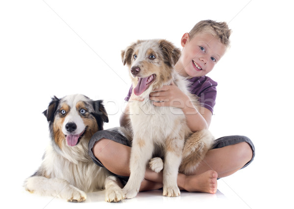 Foto stock: Australiano · menino · branco · cão · azul