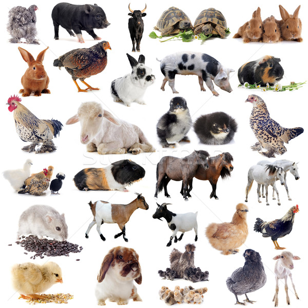 Animaux de la ferme blanche lapin oiseau poulet ferme [[stock_photo]] © cynoclub