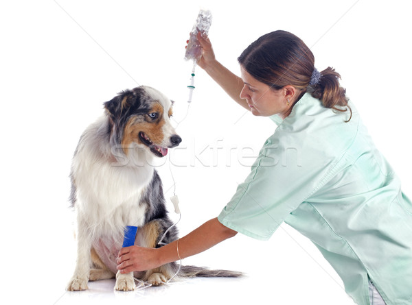 vet and dog Stock photo © cynoclub