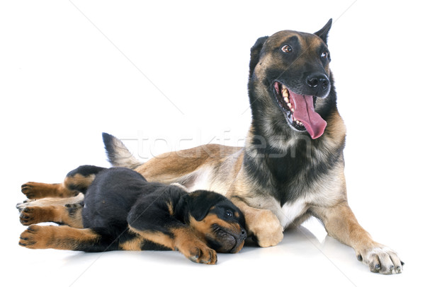 malinois and puppy rottweiler Stock photo © cynoclub