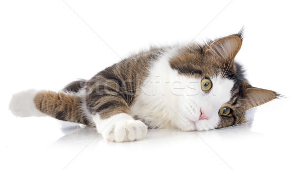 maine coon cat Stock photo © cynoclub