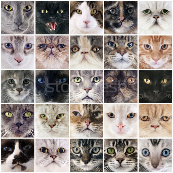 group of cats Stock photo © cynoclub