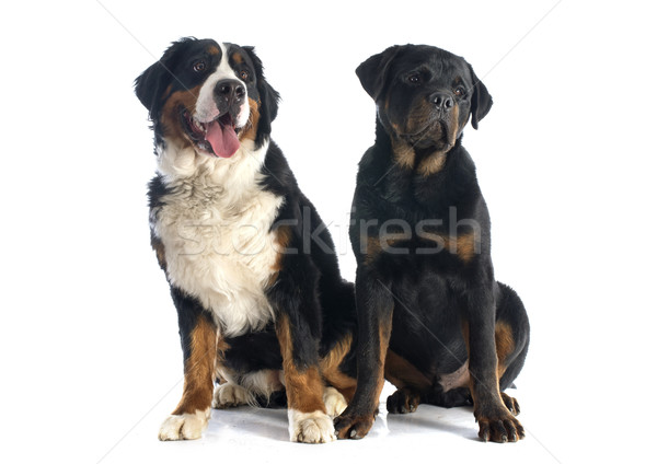 Köpek rottweiler portre bernese dağ köpeği beyaz Stok fotoğraf © cynoclub