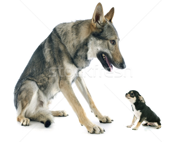 Kutyakölyök farkas félelem barátság Szlovákia fehér háttér Stock fotó © cynoclub