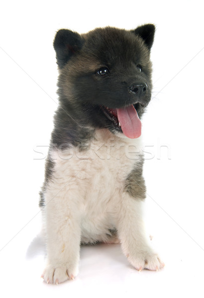 american akita puppy Stock photo © cynoclub