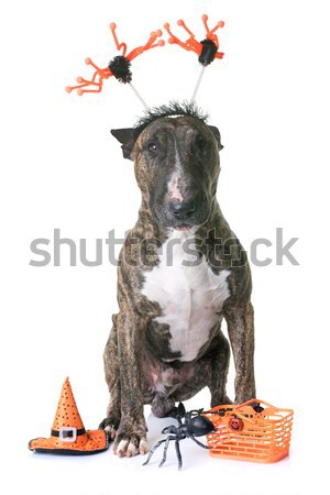 dressed staffordshire bull terrier and chihuahua Stock photo © cynoclub