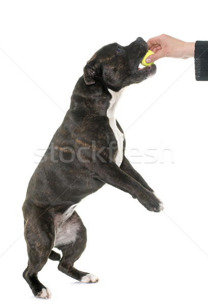 stafforshire bull terrier and ball Stock photo © cynoclub