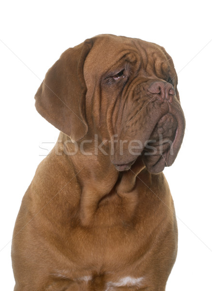 young dogue de bordeaux Stock photo © cynoclub