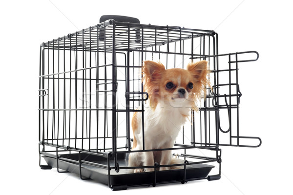 chihuahua in kennel Stock photo © cynoclub