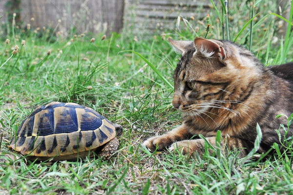 żółw kot spotkanie norweski ogród trawy Zdjęcia stock © cynoclub