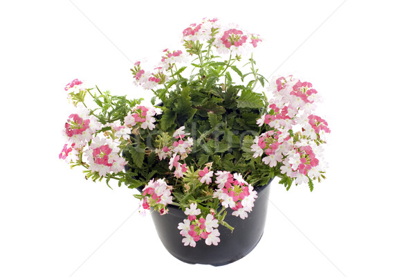 verbena flowers Stock photo © cynoclub