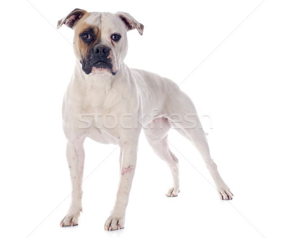 American bulldog bianco femminile animale bulldog sfondo bianco Foto d'archivio © cynoclub