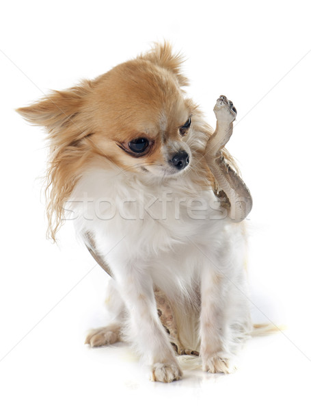 Stock photo: young boa constrictor and chihuahua