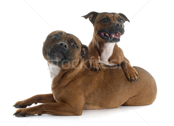 Stier zwei terrier weiß Hund Freunde Stock foto © cynoclub